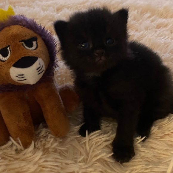 Meet your Posher, MM - Picture 3 of 6